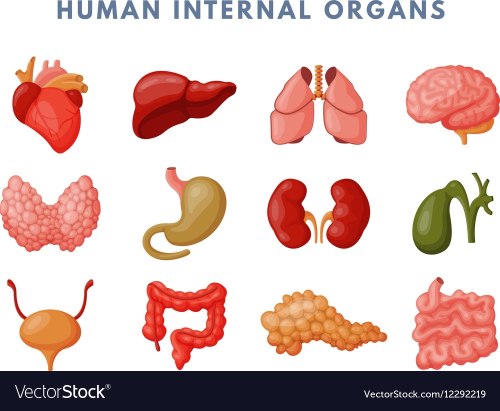 Human organs. Внутренние органы человека для детей. Макет внутренних органов человека для детей. Внутренние органы для дошкольников. Макет человеческих органов для детей.