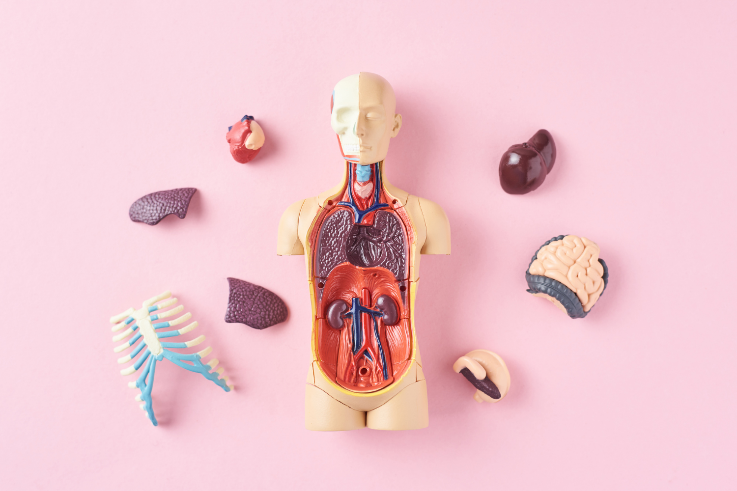 Макет человека с органами. Анатомическая модель тела человека. Макет внутренних органов человека. Внутренние органы для детей.