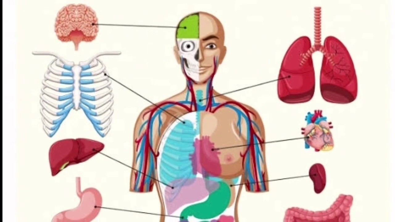 Human organs. Тело человека органы. Тело человека со ргнами. Макет внутренних органов человека. Внутренние органы человека для детей.