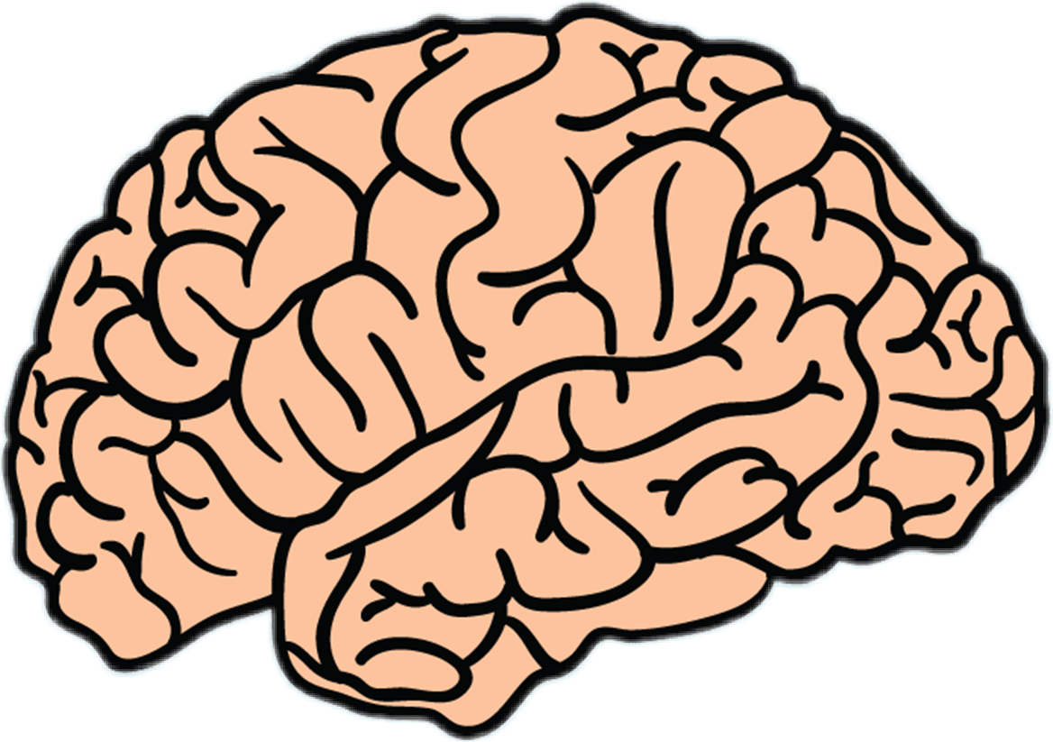 Brain less. Мозг рисунок. Мозг без фона. Мозг нарисованный.
