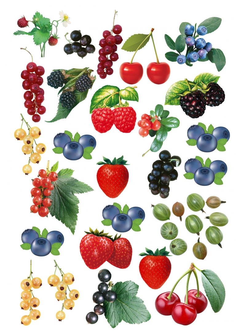 Как найти название ягоды по (68 фото) »