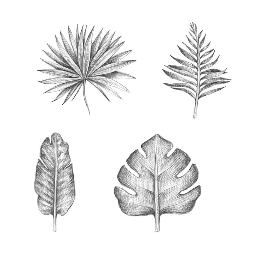 Пальмовые листья: изображения без лицензионных платежей