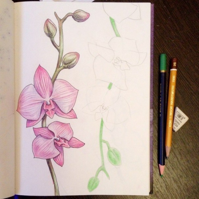Как нарисовать орхидею карандашом поэтапно