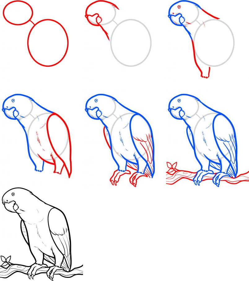 Как нарисовать попугая поэтапно для детей