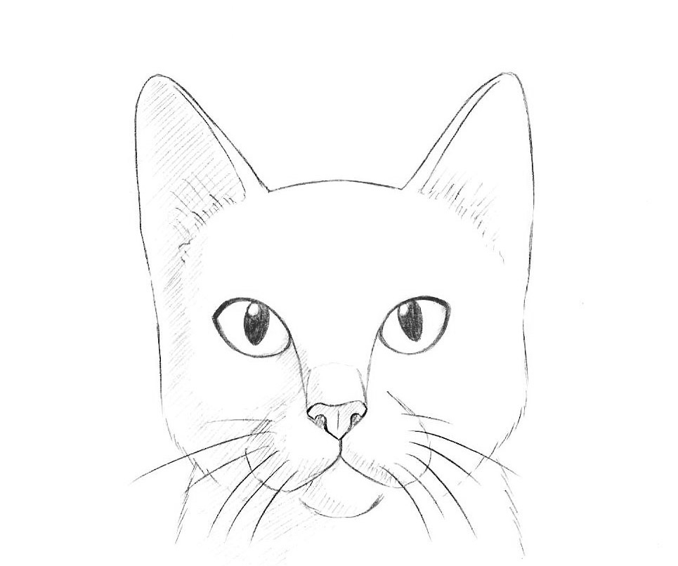 Как нарисовать лицо котика - 25 фото