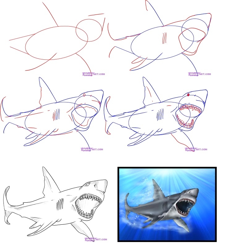 Как нарисовать акулу мегалодон