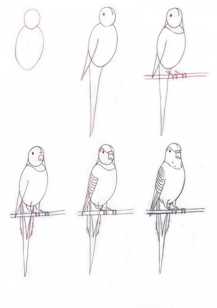 Как нарисовать попугая карандашом