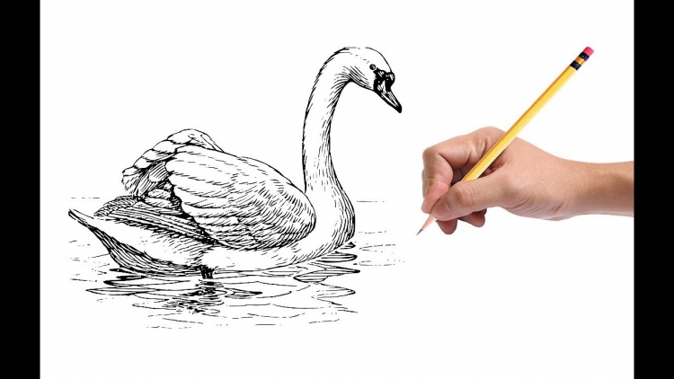 Лебедь рисунок