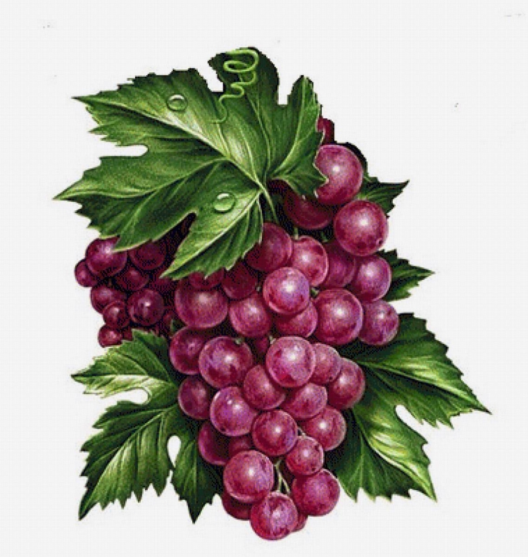 Виноград для рисования