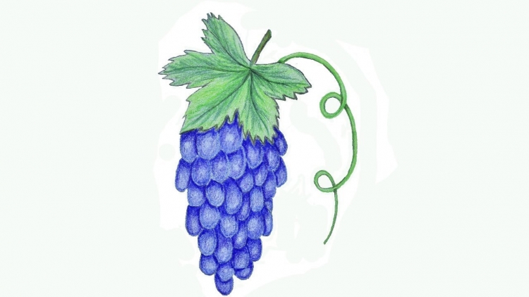 Виноград для рисования