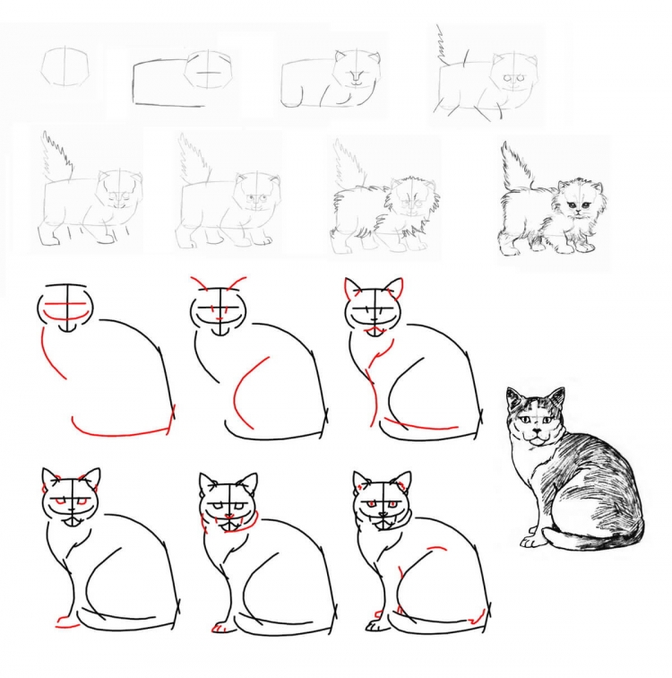 Пошаговый рисунок кошки
