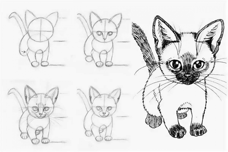 Рисование кота