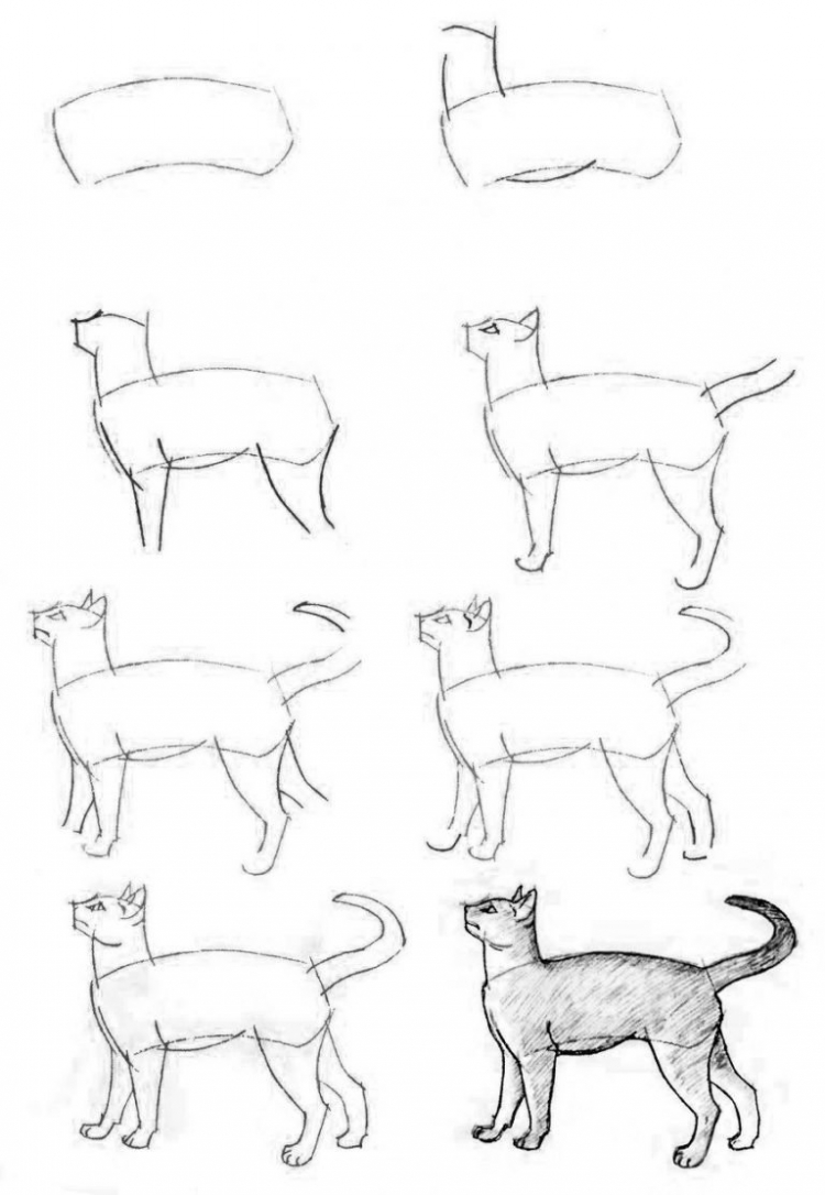 Кошка рисовка сбоку