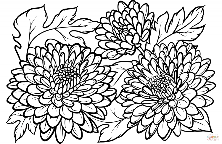 Хризантемы раскраска