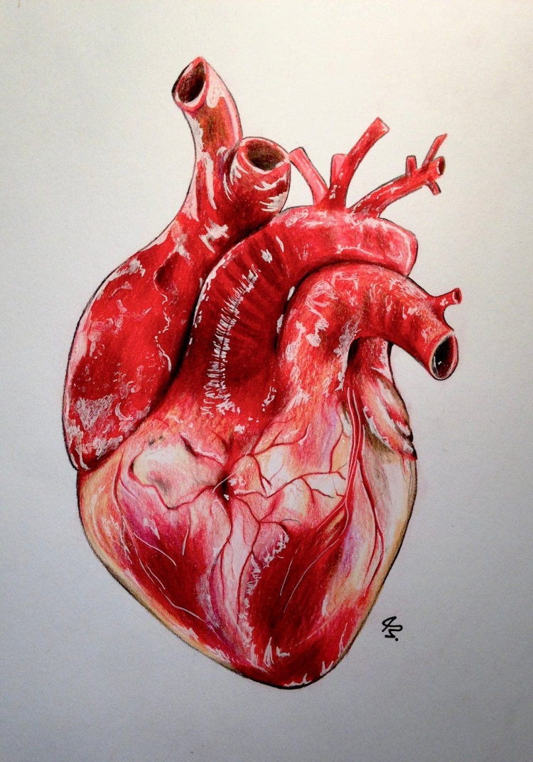 Как нарисовать анатомическое сердце