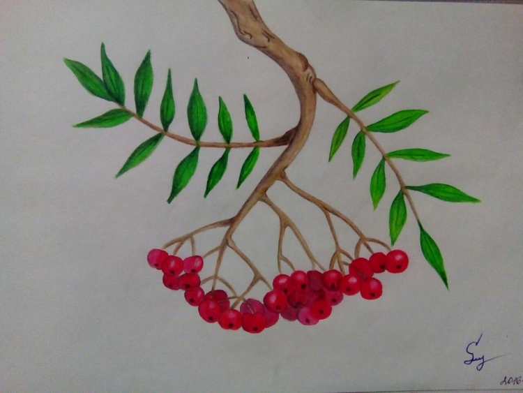 Как нарисовать рябину дерево