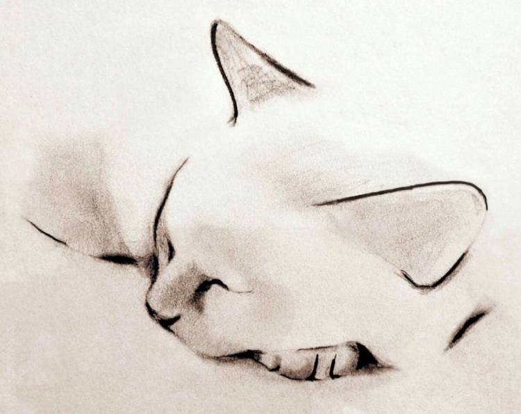 Спящий кот карандашом