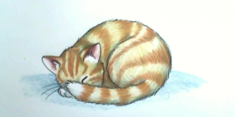 Спящий кот рисунок карандашом