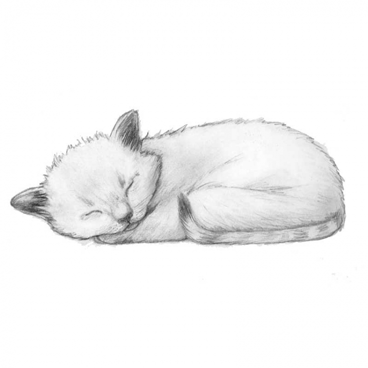 Спящий кот рисунок