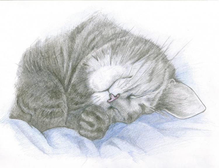 Кошка спит клубочком