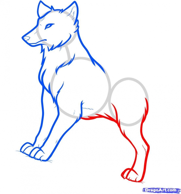 Как нарисовать красного волка
