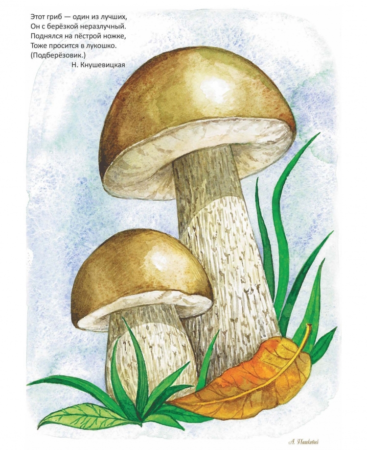 Как нарисовать гриб подосиновик
