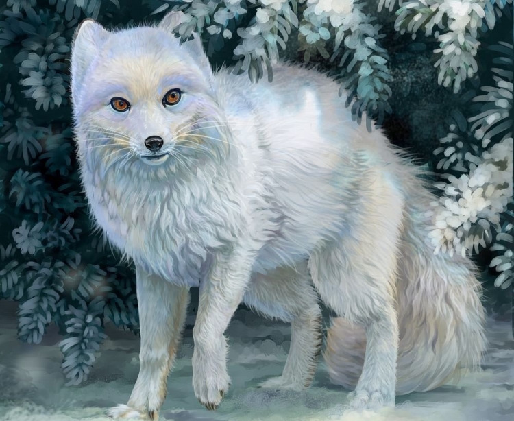 Песец рисунок легкий