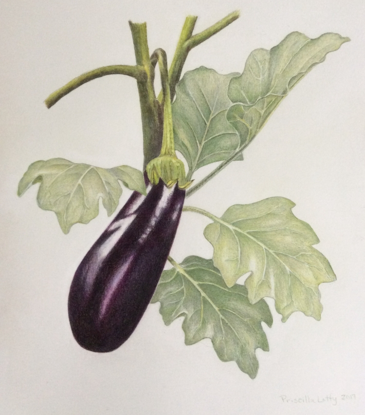 Рисунок баклажан цветными карандашами