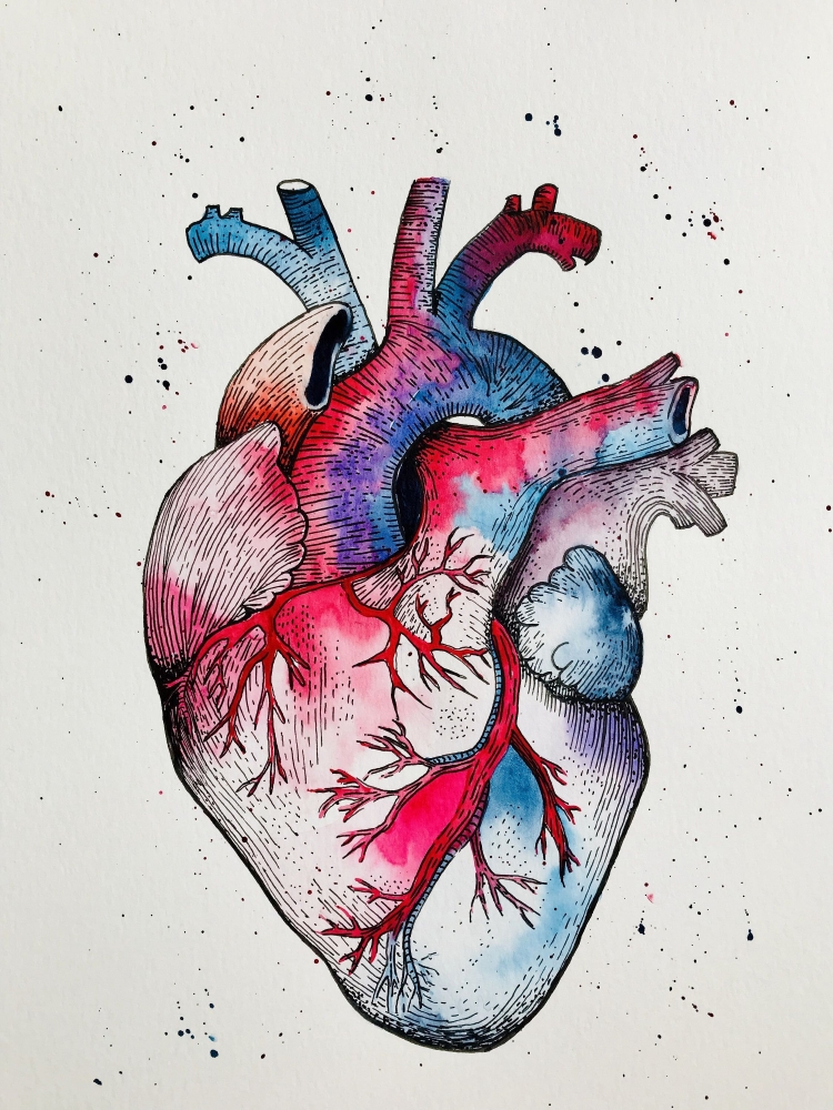 Как нарисовать сердце орган