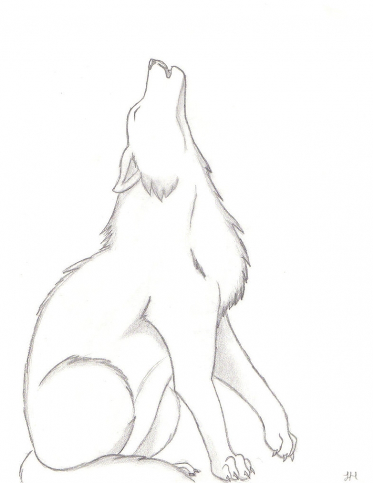 Как нарисовать сидящего волка