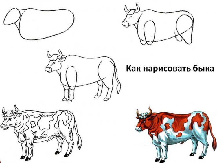 Бык раскраска для детей