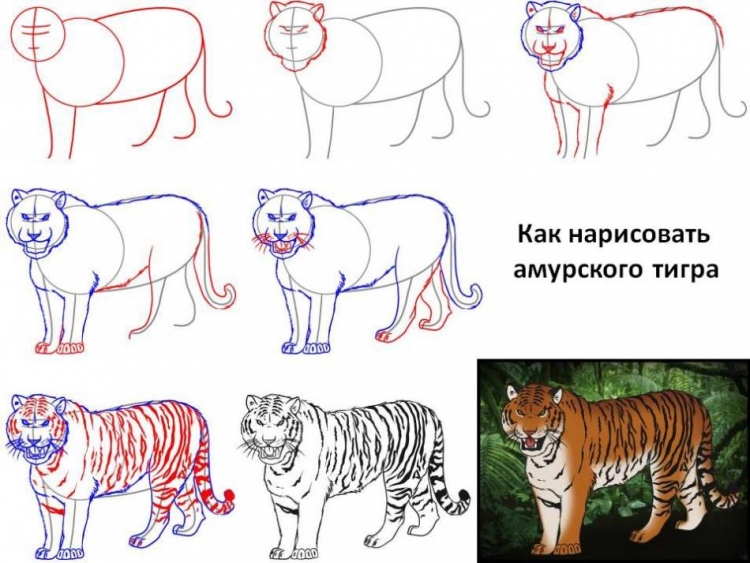 Как легко нарисовать амурского тигра