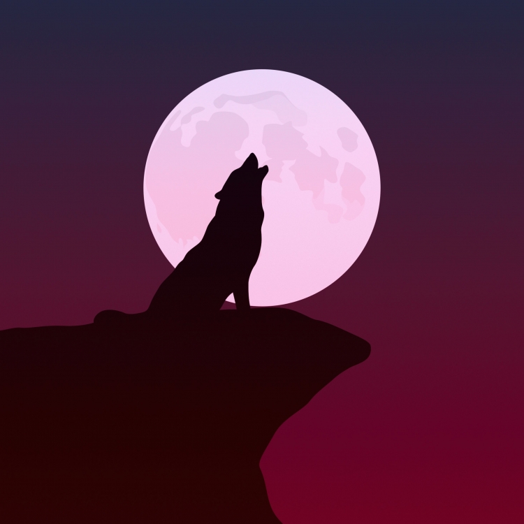 Как нарисовать волка воющего на луну