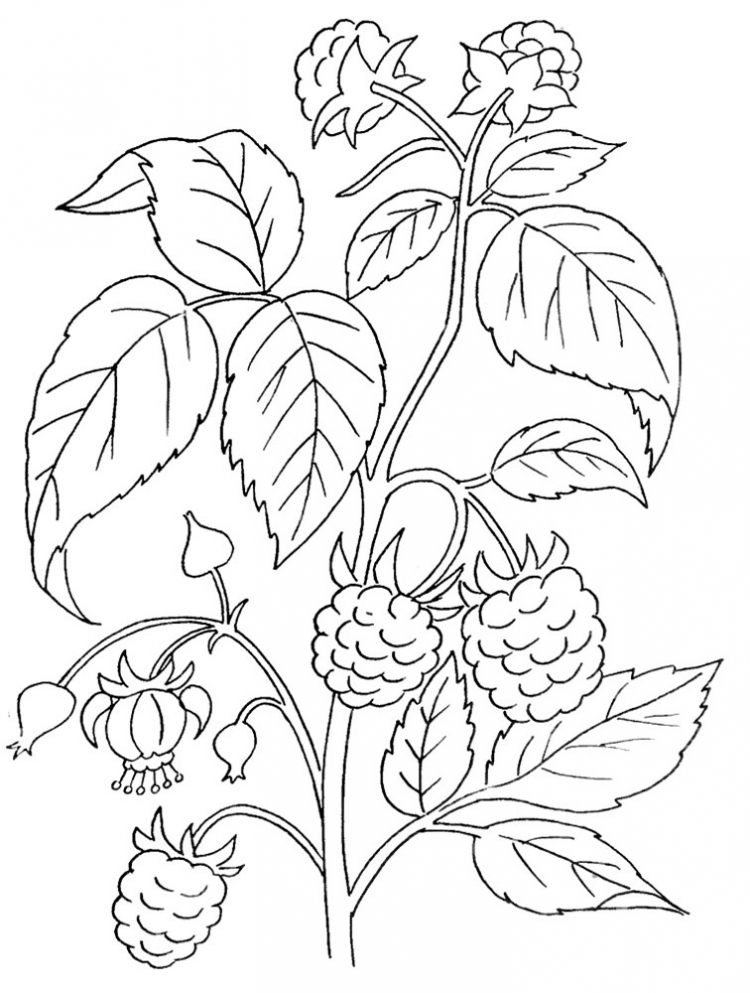 Как нарисовать куст малины