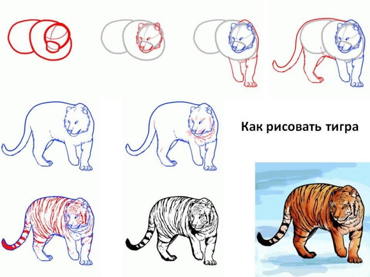 Амурский тигр как нарисовать