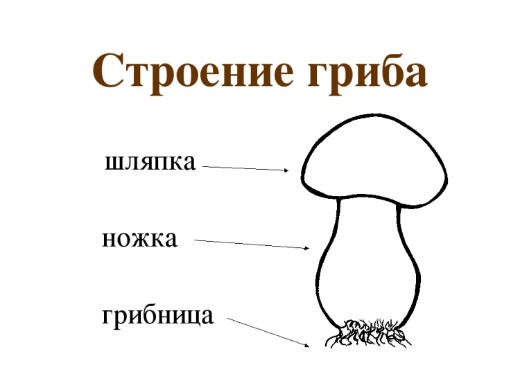 Нарисовать строение гриба