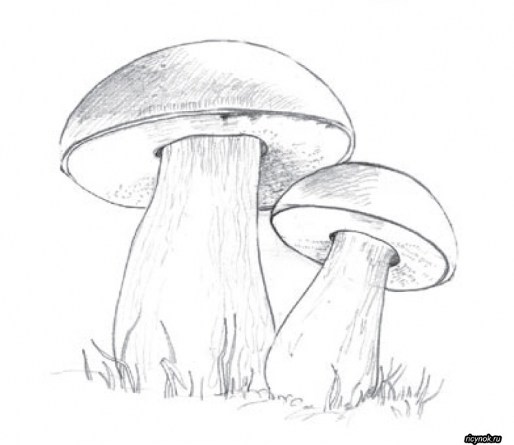 Рисунки грибов карандашом