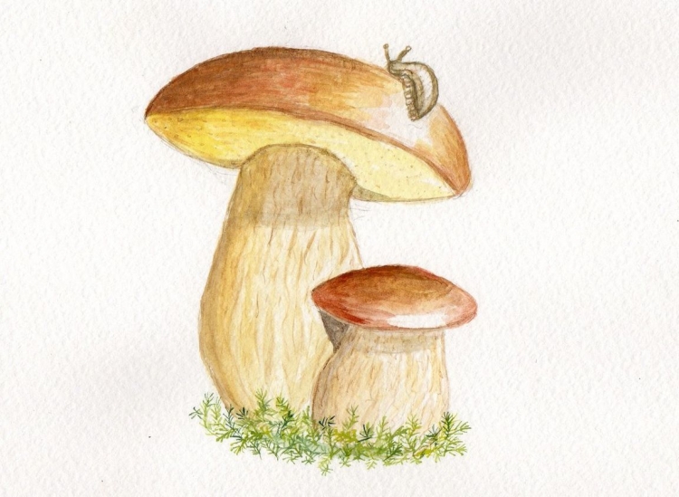 Рисунки грибов