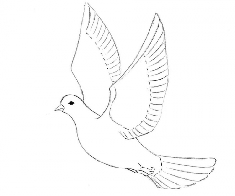 Как нарисовать летящего голубя