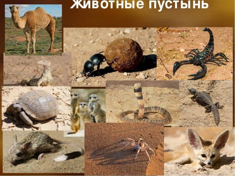 Животные пустыни ящерица круглоголовка