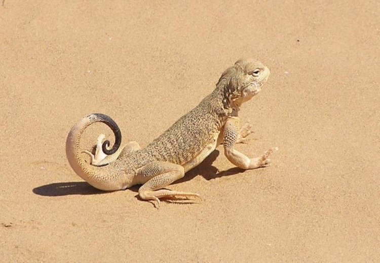 Pachydactylus rangei