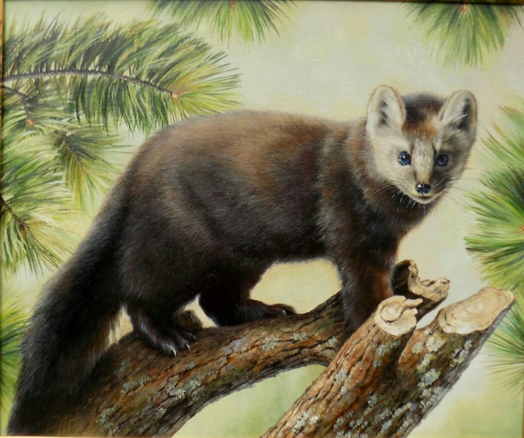 Сибирский Соболь