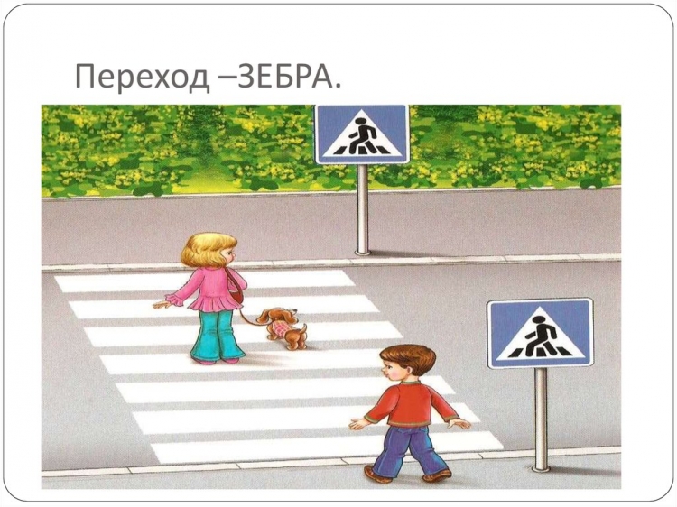 Зебра пешеходный переход картинки для детей