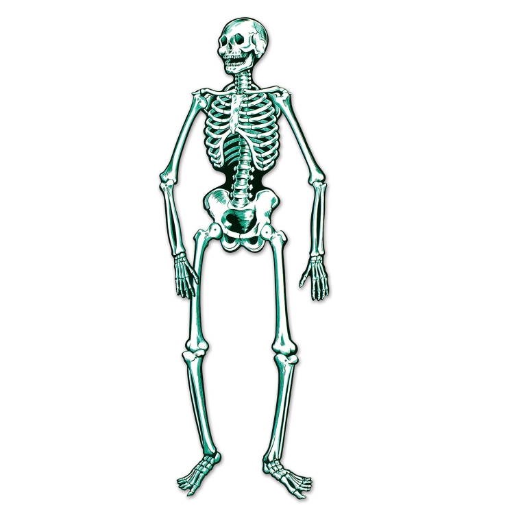 Скелет человека картинки для детей