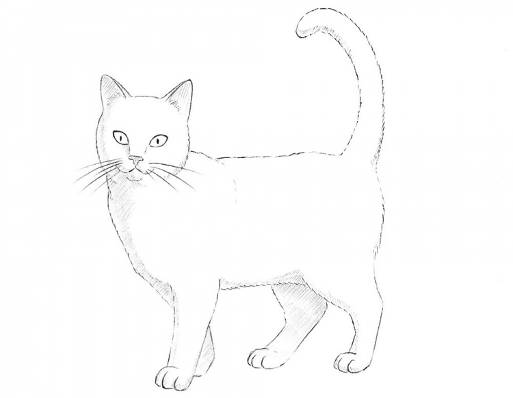 Как нарисовать стоящего кота