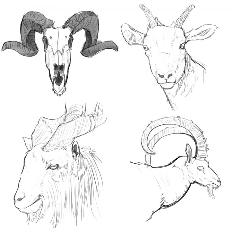Как нарисовать голову козла