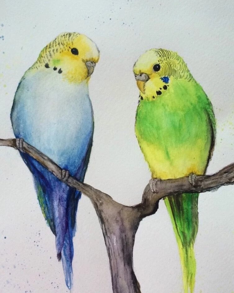Как нарисовать попугая красками