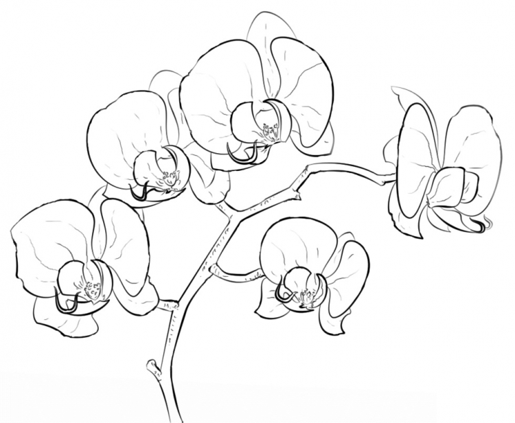 Как нарисовать орхидею ребенку