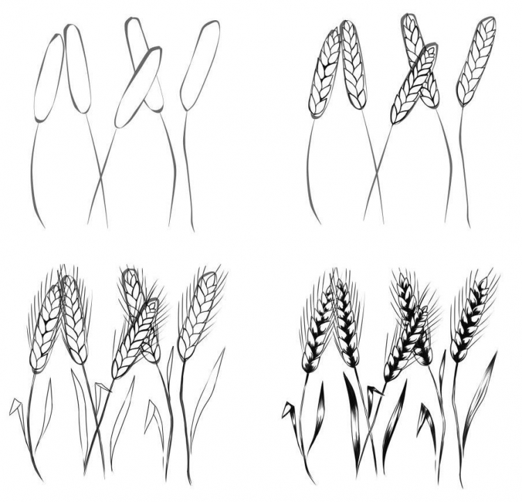 Как нарисовать колоски