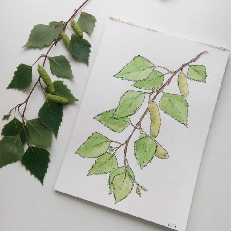 Как нарисовать листья березы
